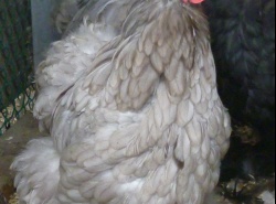 Cochin Standard Bleu