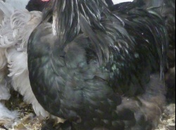 Cochin Standard Noir